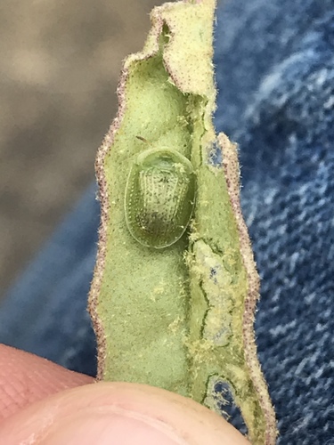 Eggplant Tortoise Beetle photo 5