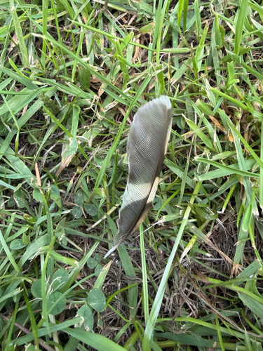 Plume de Grimpereau des bois