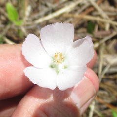 Callirhoe alcaeoides