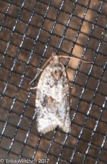 Argyrotaenia