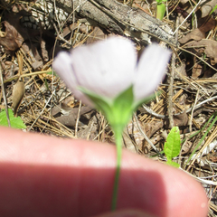 Callirhoe alcaeoides