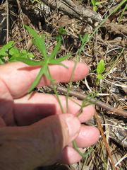 Callirhoe alcaeoides