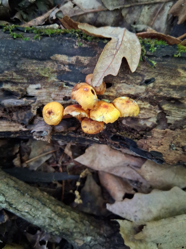 orange mycena · June 2026 · photo: Photo: no rights reserved · iNaturalist