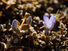 Veronica lilliputiana