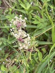 Asclepias linearis
