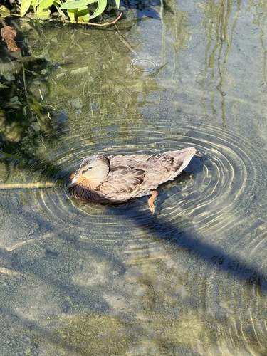 iNaturalist observation photo of Mallard