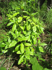 Croton alabamensis