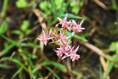 (c) Dominic, some rights reserved (CC BY) Sedum pulchellum, photograph (c) Dominic, some rights reserved (CC BY)