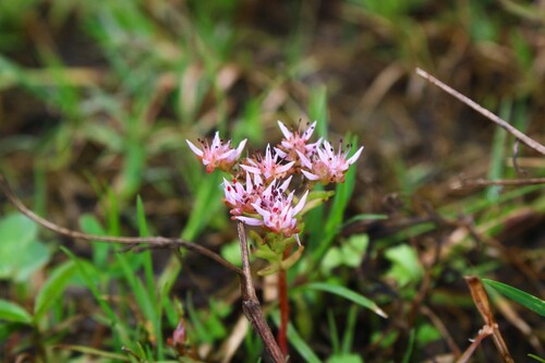 Sedum pulchellum, photograph 5