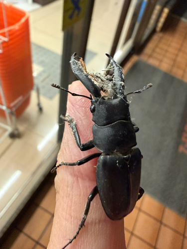 Prosopocoilus inclinatus inclinatus