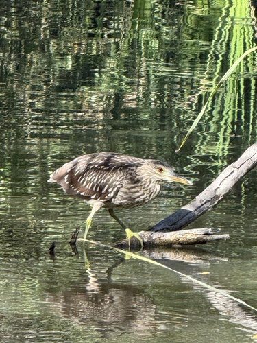 iNaturalist observation photo of Black-crowned Night Heron