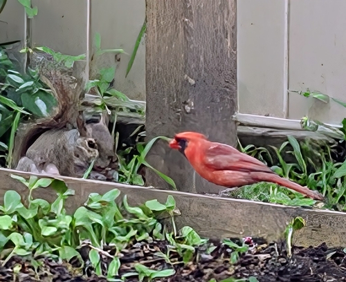 Northern Cardinal