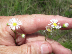 Erigeron dolomiticola