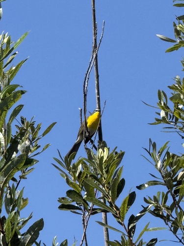 iNaturalist observation photo of Yellow-breasted Chat