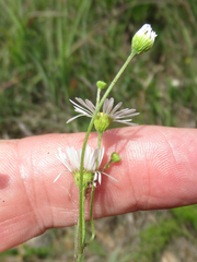 Erigeron dolomiticola