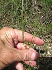 Erigeron dolomiticola