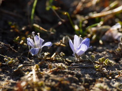 Veronica lilliputiana