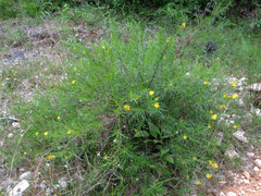 Hypericum densiflorum