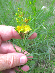 Hypericum densiflorum