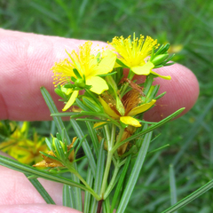 Hypericum densiflorum