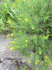 Hypericum densiflorum