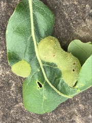 Neuroterus quercusirregularis