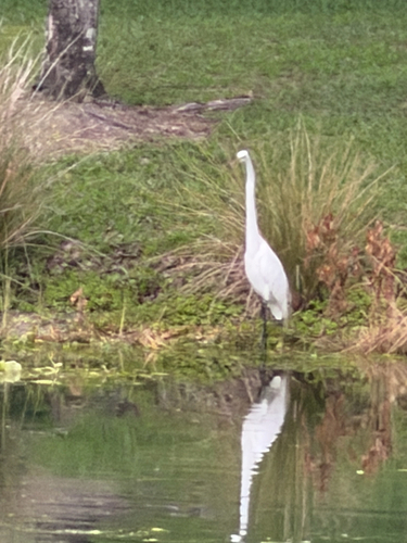 Great Egret