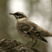 Long-tailed Mockingbird - Photo (c) David Cook, some rights reserved (CC BY-NC)