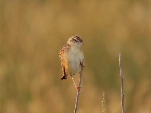 Desert Cisticola (Cisticola aridulus), photo 3