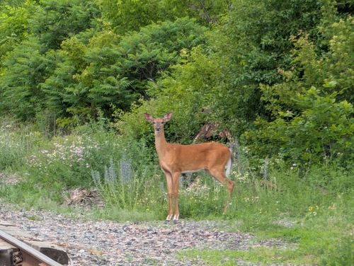 White-tailed Deer