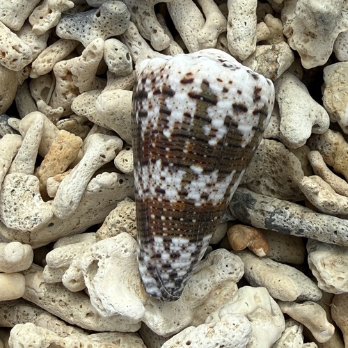 Conus imperialis observed 2026-06-13
