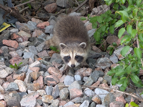 Common Raccoon