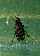 Sylvicola alternatus