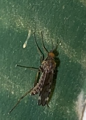 Sylvicola alternatus