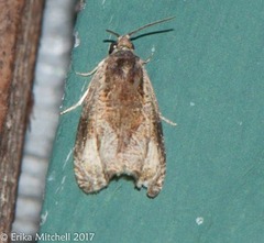 Olethreutes nigranum