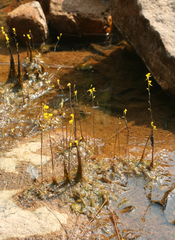 Utricularia odorata