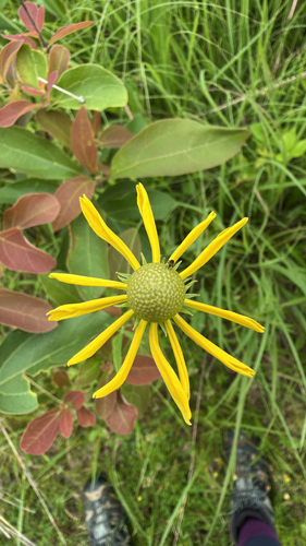 grey-headed coneflower