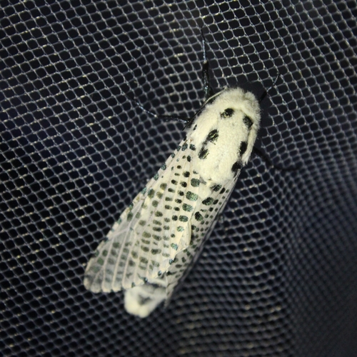 Wood Leopard Moth
