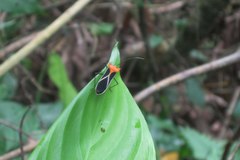 Sundarus