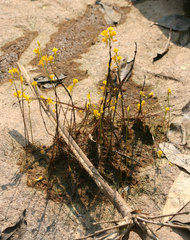 Utricularia odorata