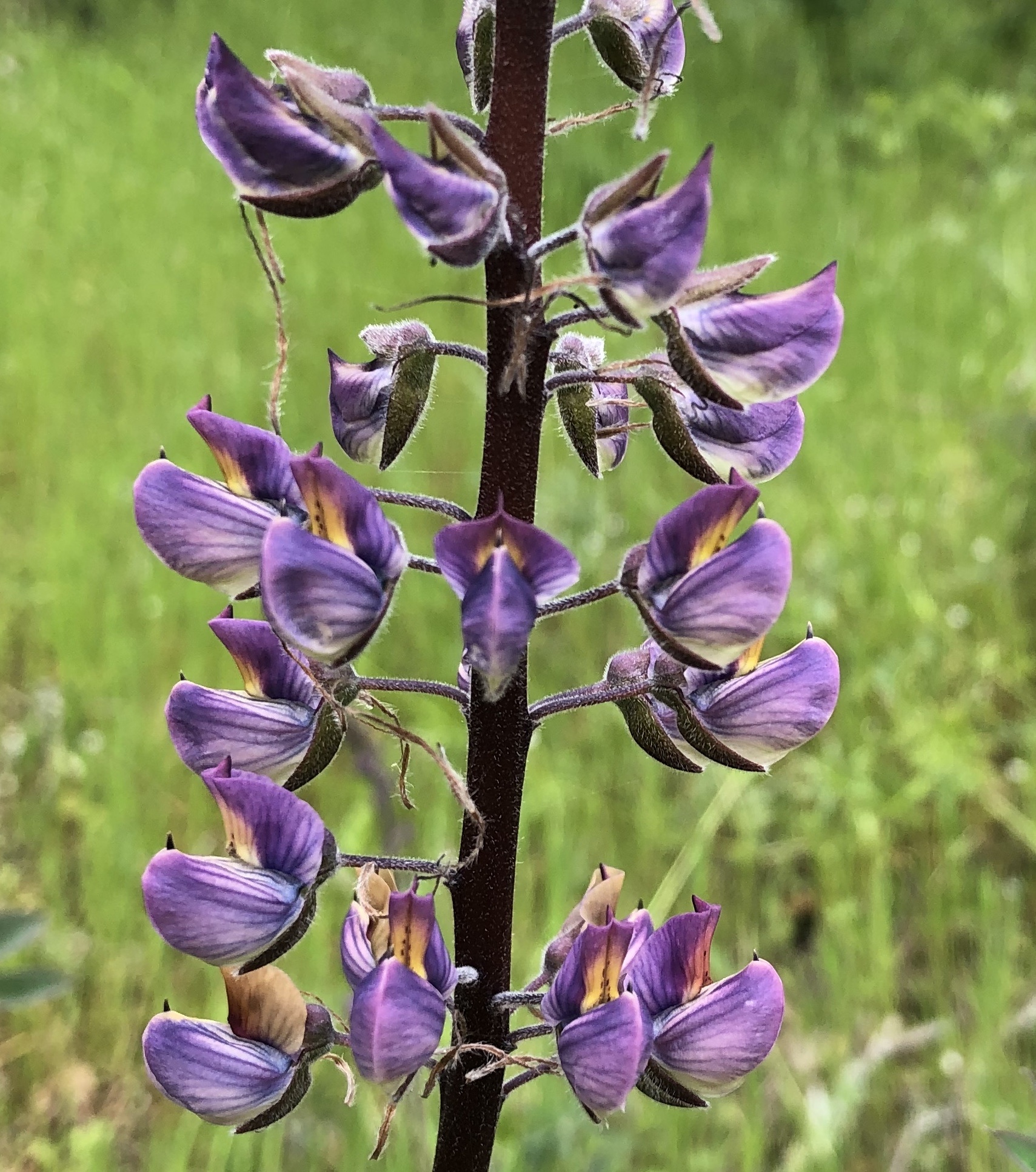 Lupinus latifolius ssp. latifolius