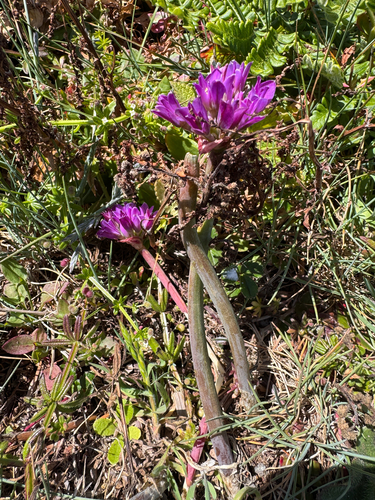 Allium dichlamydeum, photograph 2