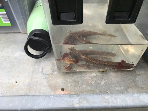 Red River Mudpuppy, Necturus louisianensis