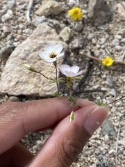 Leptosiphon chrysanthus decorus