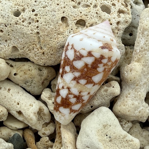 Conus ammiralis observed 2026-06-13