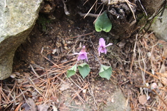 Viola rossii