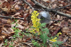 Corydalis speciosa