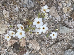 Leptosiphon chrysanthus decorus