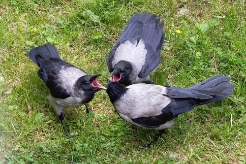 Corneja cenicienta (Corvus cornix)