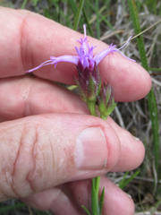 Liatris oligocephala